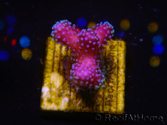 WYSIWYG Stylophora Pink Blue Polyps 1J4