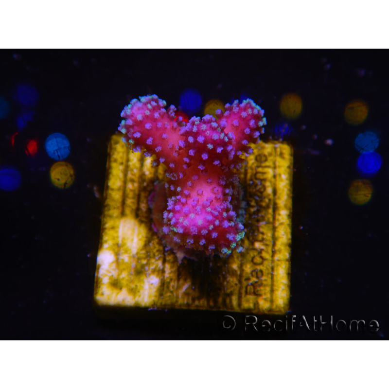 WYSIWYG Stylophora Pink Blue Polyps 1J4