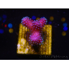 WYSIWYG Stylophora Pink Blue Polyps 1J4