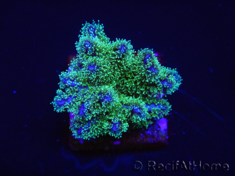 WYSIWYG Pocillopora damicormis tricolor 1E3