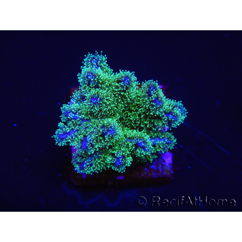 WYSIWYG Pocillopora damicormis tricolor 1E3