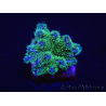 WYSIWYG Pocillopora damicormis tricolor 1E3