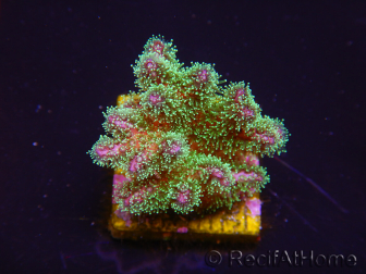 WYSIWYG Pocillopora damicormis tricolor 1E3