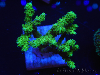 WYSIWYG Pocillopora damicormis gelb-grün 1B2