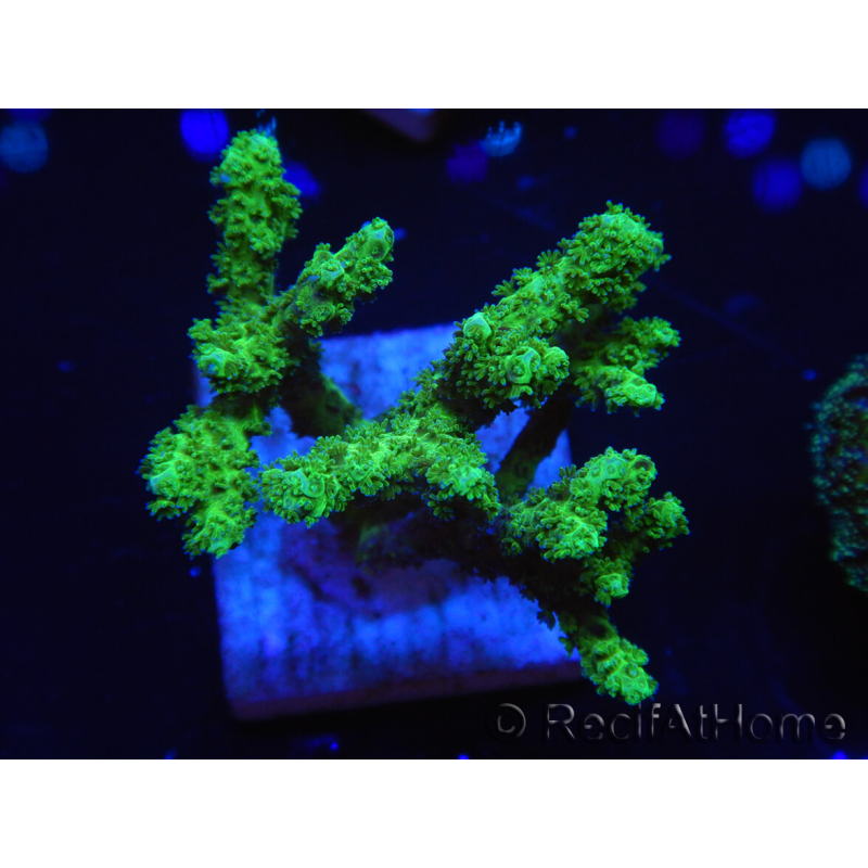 WYSIWYG Pocillopora damicormis jaune vert 1B2