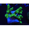 WYSIWYG Pocillopora damicormis jaune vert 1B2