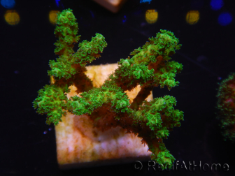 WYSIWYG Pocillopora damicornis yellow-green 1B2