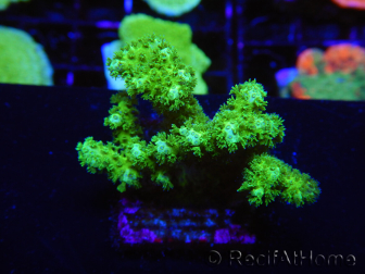 WYSIWYG Pocillopora damicormis amarillo verde 1B1