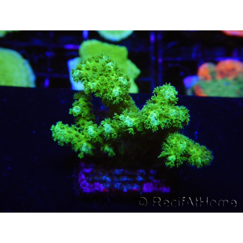 WYSIWYG Pocillopora damicormis jaune vert 1B1