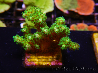 WYSIWYG Pocillopora damicormis jaune vert 1B1