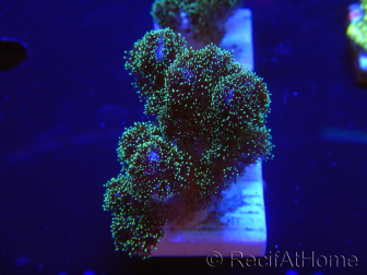 WYSIWYG Pocillopora damicormis Gold insane 1D6