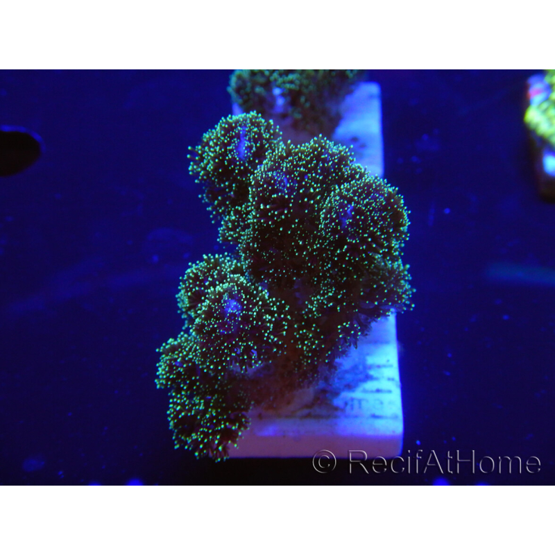 WYSIWYG Pocillopora damicormis Gold insane 1D6