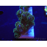 WYSIWYG Pocillopora damicormis Gold insane 1D6