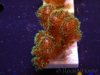 WYSIWYG Pocillopora damicormis Gold insane 1D6