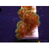 WYSIWYG Pocillopora damicormis Gold insane 1D6