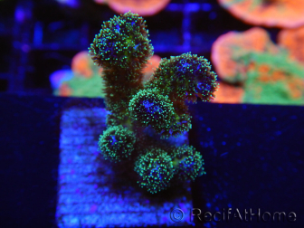 WYSIWYG Pocillopora damicormis Gold insane 1D5