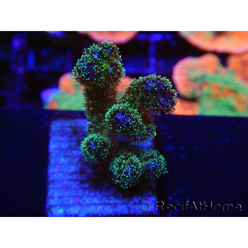 WYSIWYG Pocillopora damicormis Gold insane 1D5