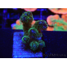 WYSIWYG Pocillopora damicormis Gold insane 1D5