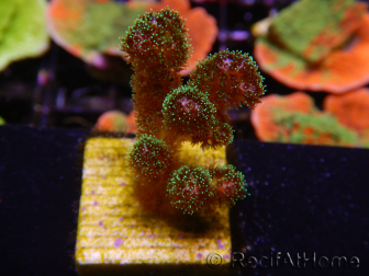 WYSIWYG Pocillopora damicormis Gold insane 1D5