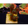 WYSIWYG Pocillopora damicormis Gold insane 1D5