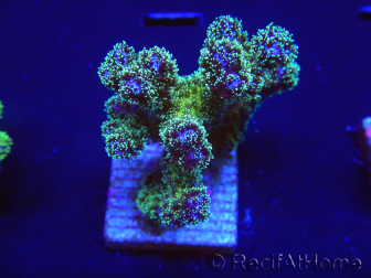 WYSIWYG Pocillopora damicormis Gold insane 1D4