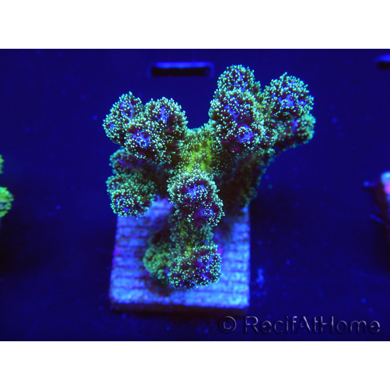 WYSIWYG Pocillopora damicormis Gold insane 1D4