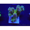 WYSIWYG Pocillopora damicormis Gold insane 1D4