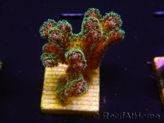 WYSIWYG Pocillopora damicormis Gold insane 1D4