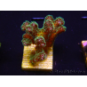 WYSIWYG Pocillopora damicormis Gold insane 1D4