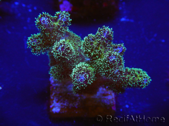 WYSIWYG Pocillopora damicormis Gold insane 1D3