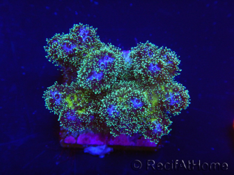 WYSIWYG Pocillopora damicormis Gold insane 1D2