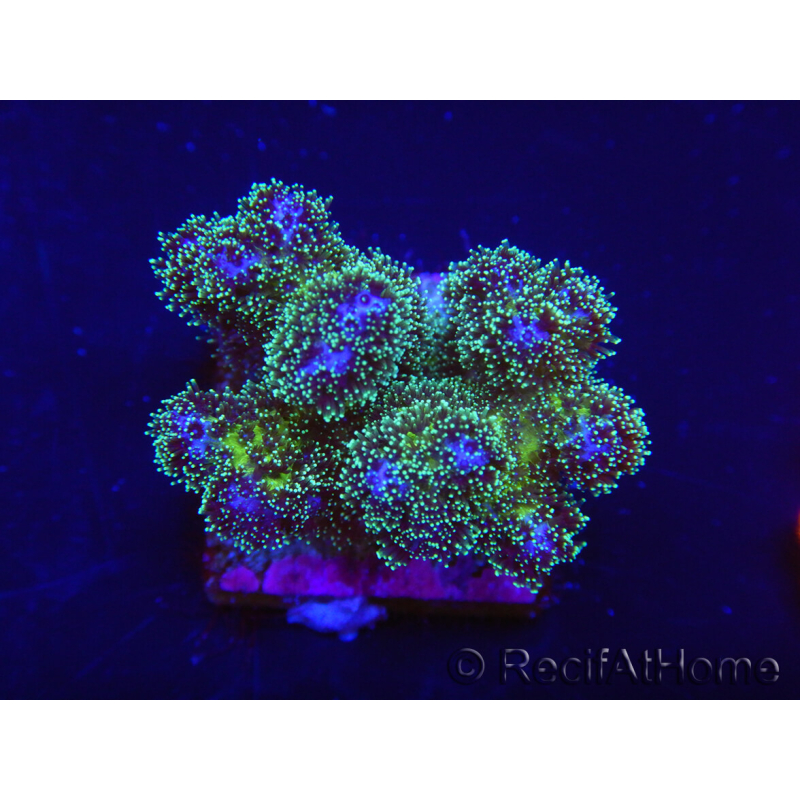 WYSIWYG Pocillopora damicormis Gold insane 1D2