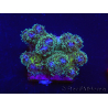 WYSIWYG Pocillopora damicormis Gold insane 1D2