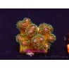 WYSIWYG Pocillopora damicormis Gold insane 1D2