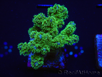 WYSIWYG Pocillopora damicornis green 1A3