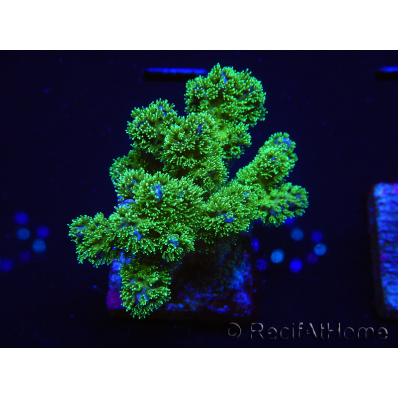 WYSIWYG Pocillopora damicornis green 1A3