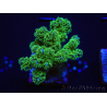 WYSIWYG Pocillopora damicornis green 1A3