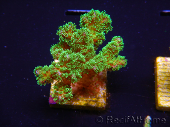 WYSIWYG Pocillopora damicornis green 1A3