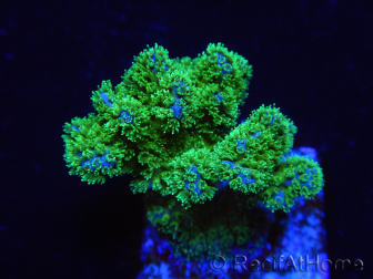 WYSIWYG Pocillopora damicornis green 1A1