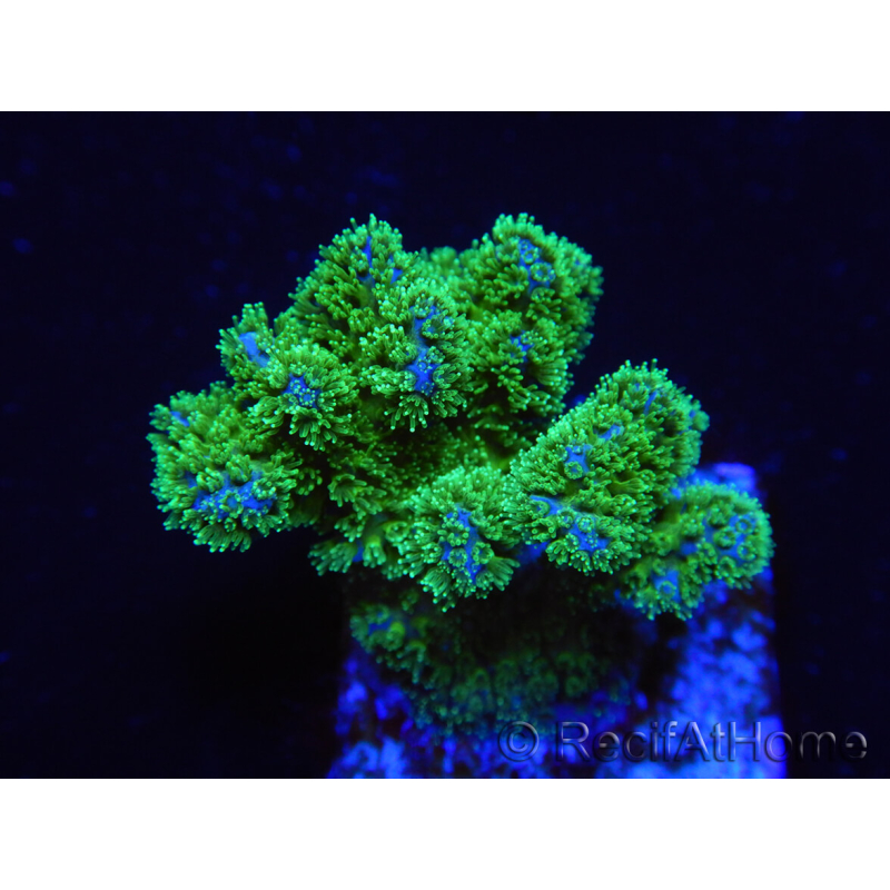 WYSIWYG Pocillopora damicornis green 1A1