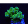 WYSIWYG Pocillopora damicornis green 1A1