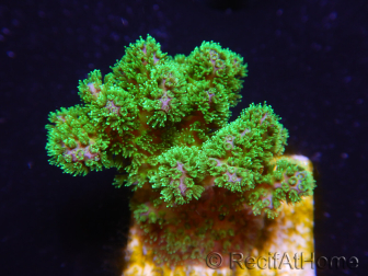 WYSIWYG Pocillopora damicornis green 1A1