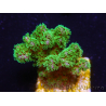 WYSIWYG Pocillopora damicornis green 1A1