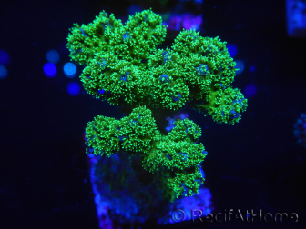 WYSIWYG Pocillopora damicornis amarillo verde 1B6