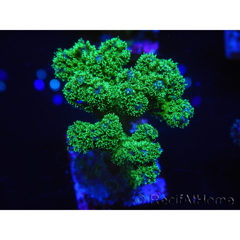 WYSIWYG Pocillopora damicornis jaune vert 1B6