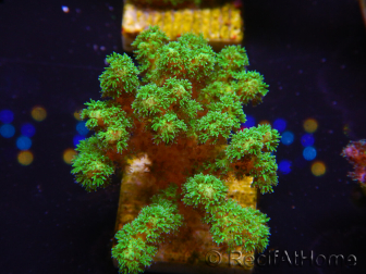 WYSIWYG Pocillopora damicornis jaune vert 1B6