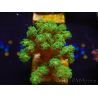 WYSIWYG Yellow Green Pocillopora damicornis 1B6