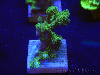 WYSIWYG Pocillopora damicornis amarillo verde 1B5