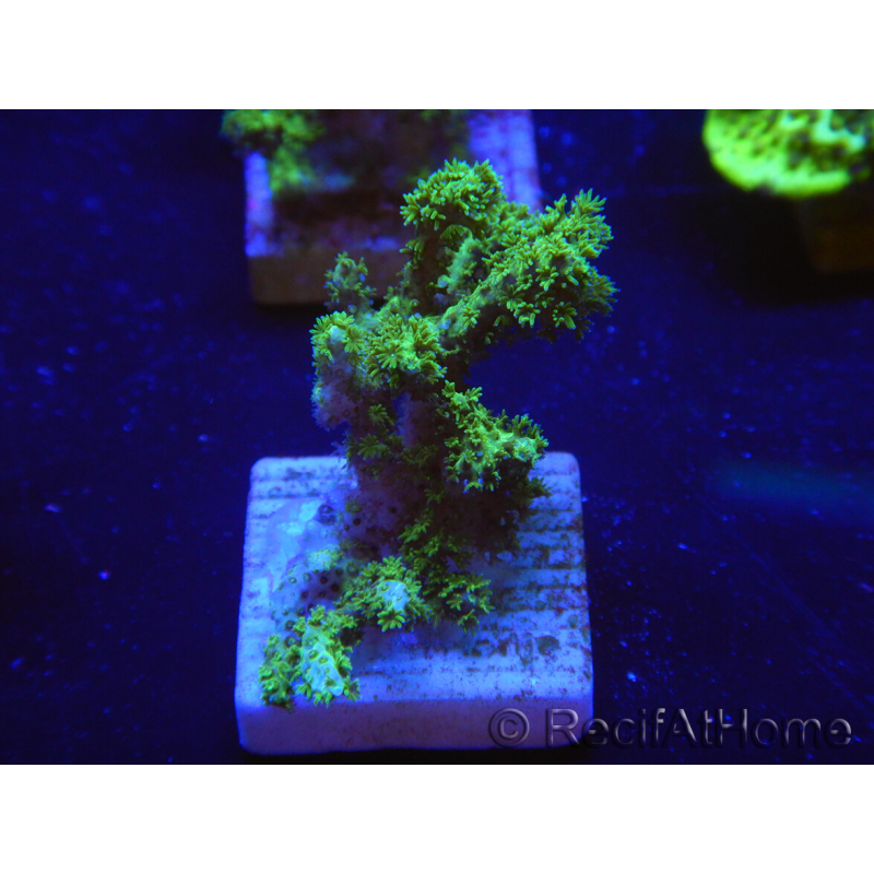 WYSIWYG Pocillopora damicornis gelbgrün 1B5