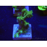 WYSIWYG Pocillopora damicornis jaune vert 1B5